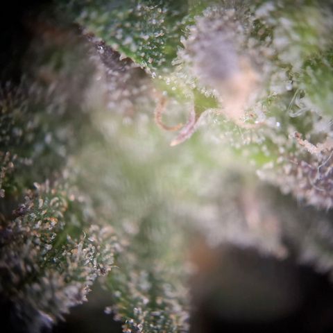 OG Kush growlog timeline photo