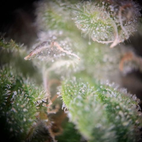 Acapulco Gold growlog timeline photo