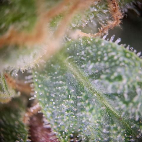Acapulco Gold growlog timeline photo