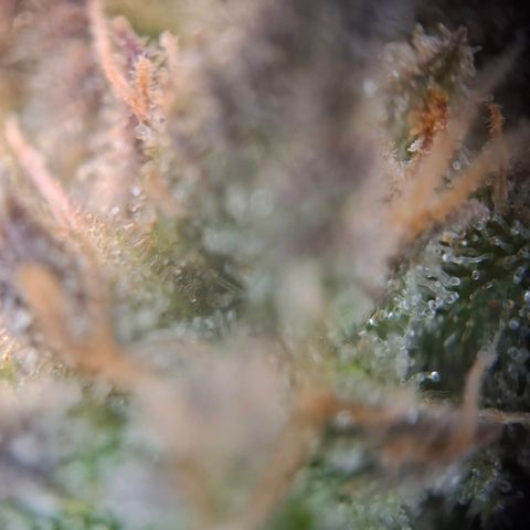 OG Kush growlog timeline photo
