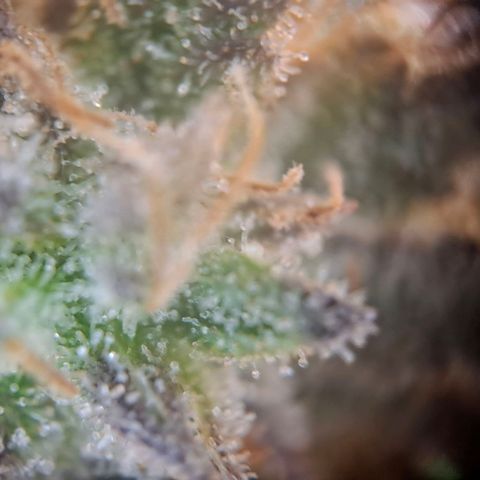 OG Kush growlog timeline photo
