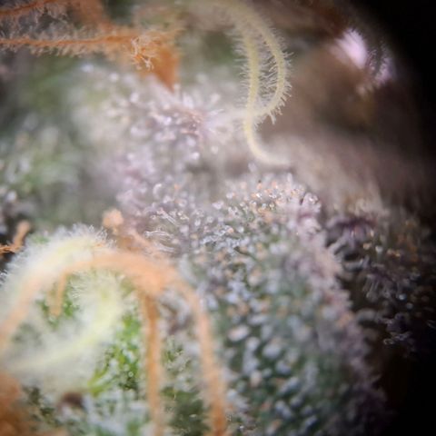 Acapulco Gold growlog timeline photo