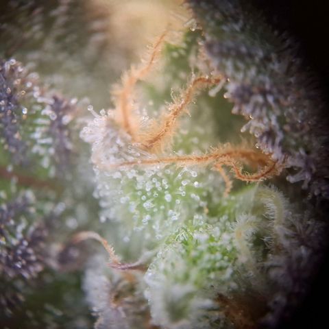 Acapulco Gold growlog timeline photo