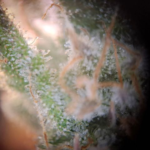 G13 Haze growlog timeline photo