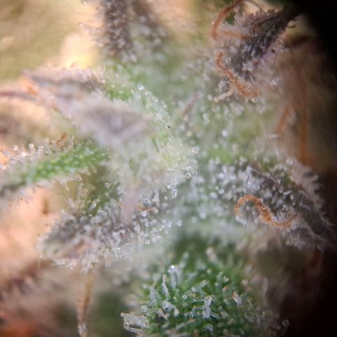 G13 Haze growlog timeline photo