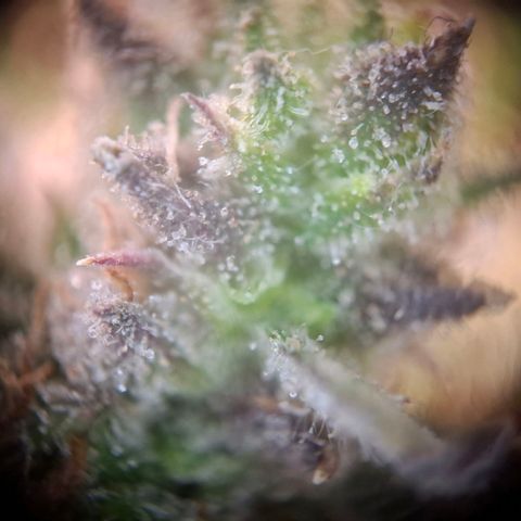 OG Kush growlog timeline photo