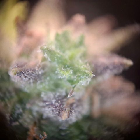 OG Kush growlog timeline photo