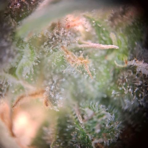 Acapulco Gold growlog timeline photo