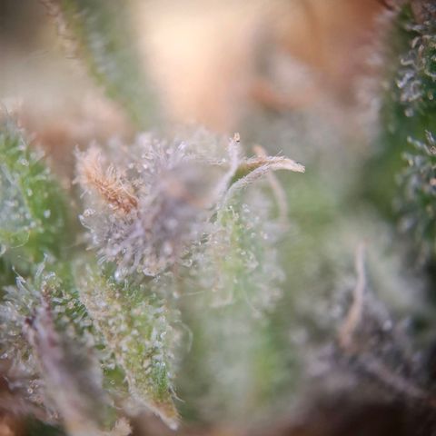 Acapulco Gold growlog timeline photo