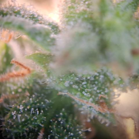 Acapulco Gold growlog timeline photo