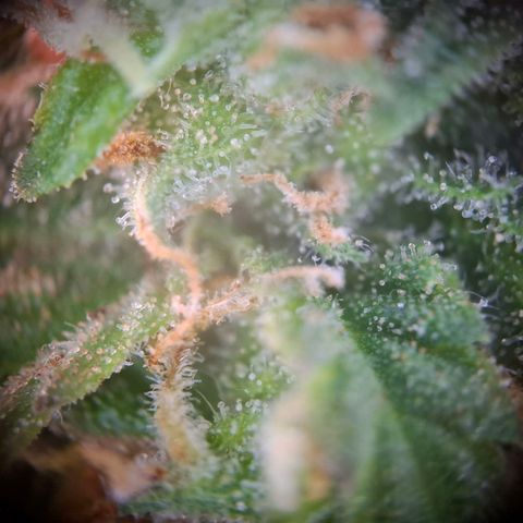 Acapulco Gold growlog timeline photo
