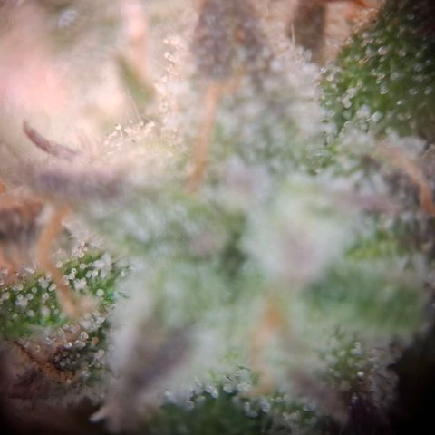 G13 Haze growlog timeline photo