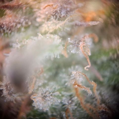 G13 Haze growlog timeline photo