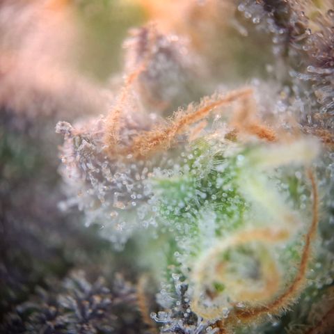 G13 Haze growlog timeline photo