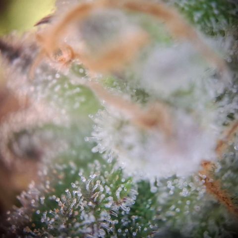 G13 Haze growlog timeline photo