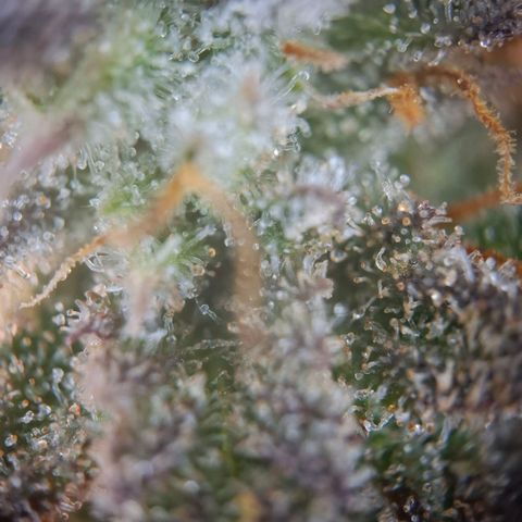 OG Kush growlog timeline photo