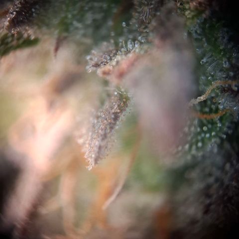 OG Kush growlog timeline photo