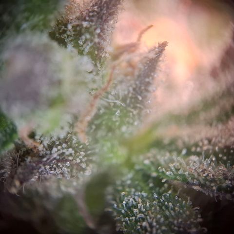 OG Kush growlog timeline photo