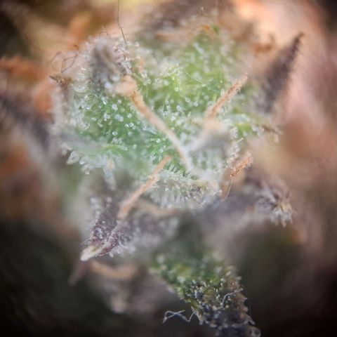 OG Kush growlog timeline photo