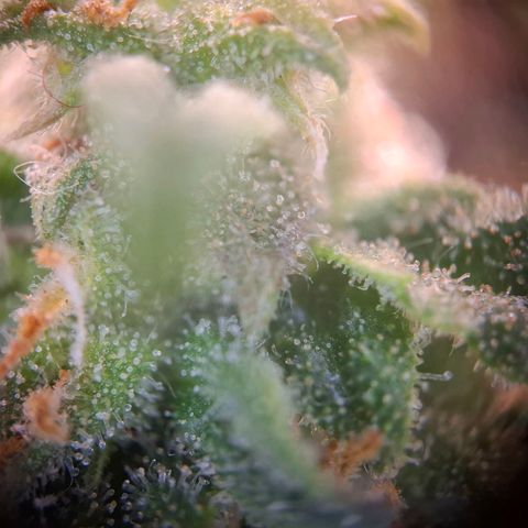 Acapulco Gold growlog timeline photo