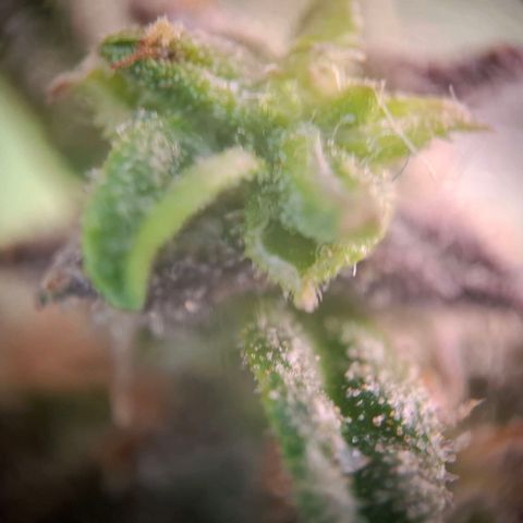 Acapulco Gold growlog timeline photo