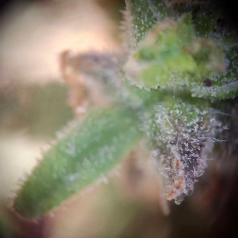 Acapulco Gold growlog timeline photo