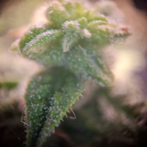 Acapulco Gold growlog timeline photo