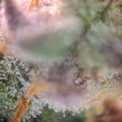 G13 Haze growlog timeline photo