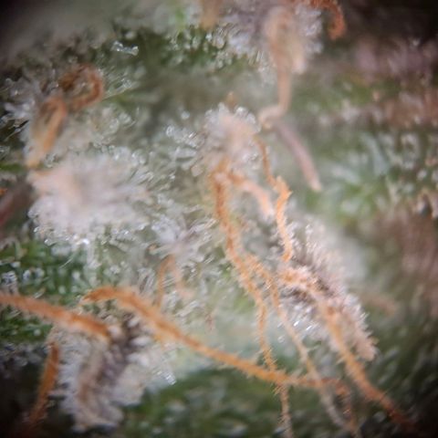 G13 Haze growlog timeline photo