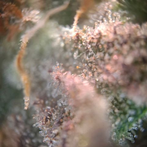 OG Kush growlog timeline photo