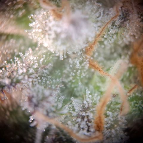G13 Haze growlog timeline photo
