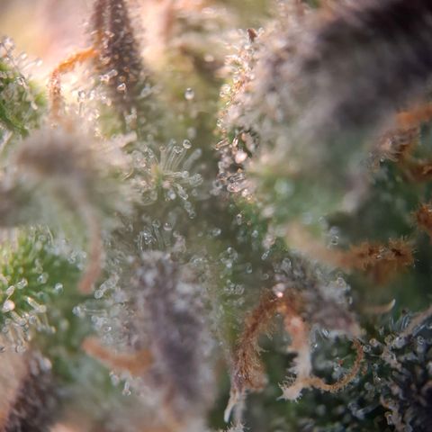 OG Kush growlog timeline photo