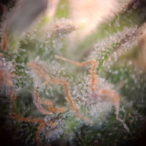 G13 Haze growlog timeline photo