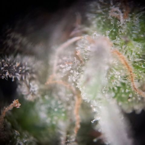 OG Kush growlog timeline photo