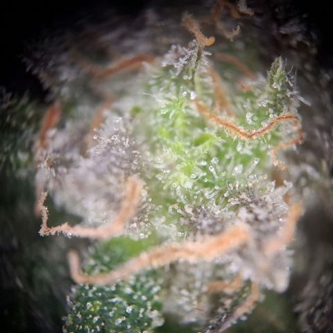 OG Kush growlog timeline photo