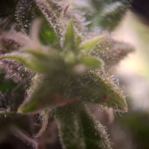 Acapulco Gold growlog timeline photo