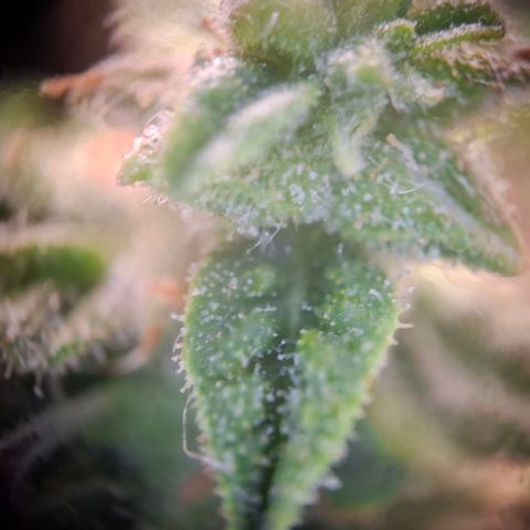 Acapulco Gold growlog timeline photo