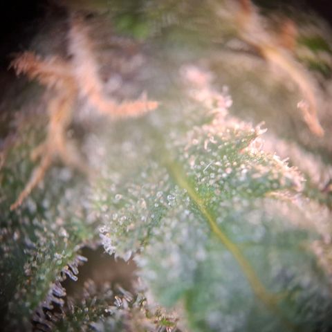 Acapulco Gold growlog timeline photo