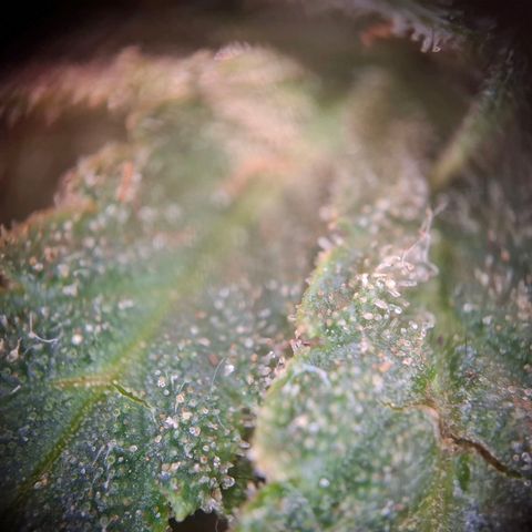 Acapulco Gold growlog timeline photo