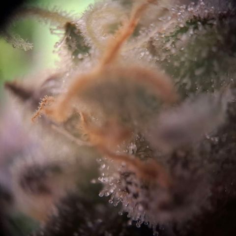 G13 Haze growlog timeline photo