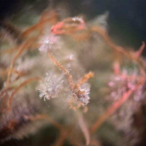 G13 Haze growlog timeline photo