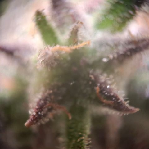 G13 Haze growlog timeline photo