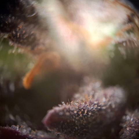 G13 Haze growlog timeline photo