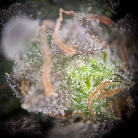 OG Kush growlog timeline photo
