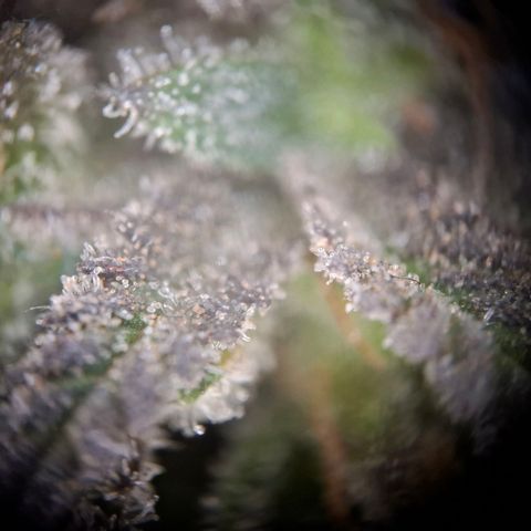 OG Kush growlog timeline photo