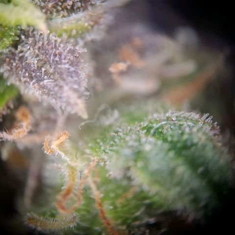 Acapulco Gold growlog timeline photo