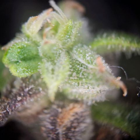 Acapulco Gold growlog timeline photo