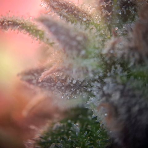G13 Haze growlog timeline photo