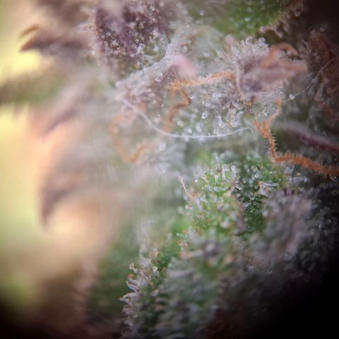 G13 Haze growlog timeline photo