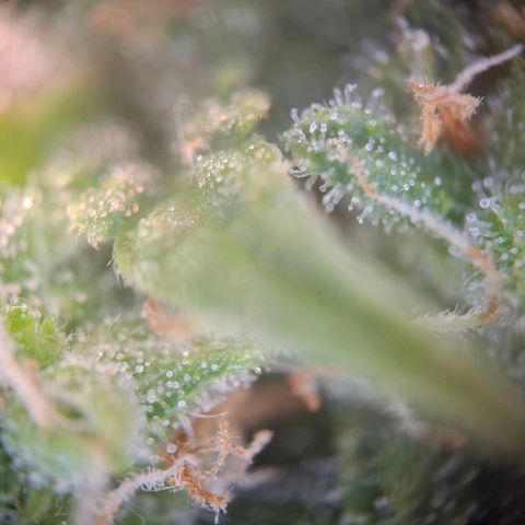 Acapulco Gold growlog timeline photo